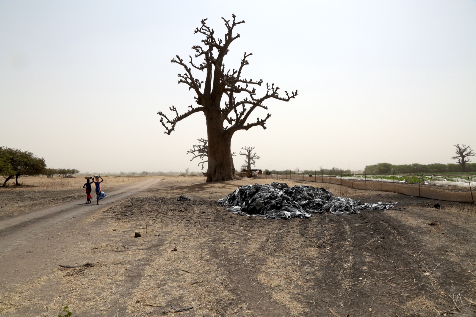 Baobab dans le paysage sahélien